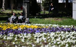 Cvijeće i behar u aprilu: Sarajevo kroz objektiv fotografa
